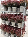 Photinia Little Red Robin cespuglio 26