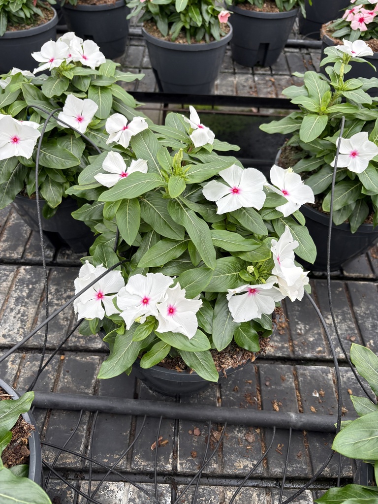 Catharanthus roseus basket 27