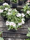 Catharanthus roseus basket 27