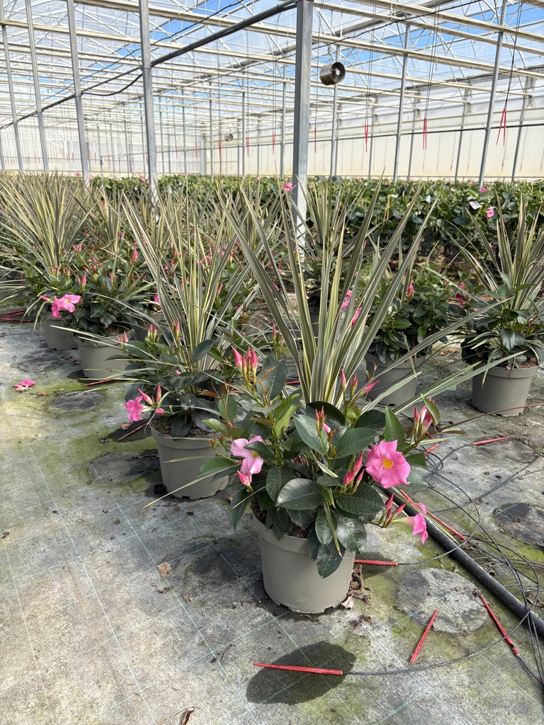 Dipladenia Garden Container MIX V.26