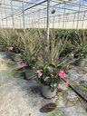 Dipladenia Garden Container MIX V.26