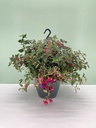 Fuchsia hybrida basket 27
