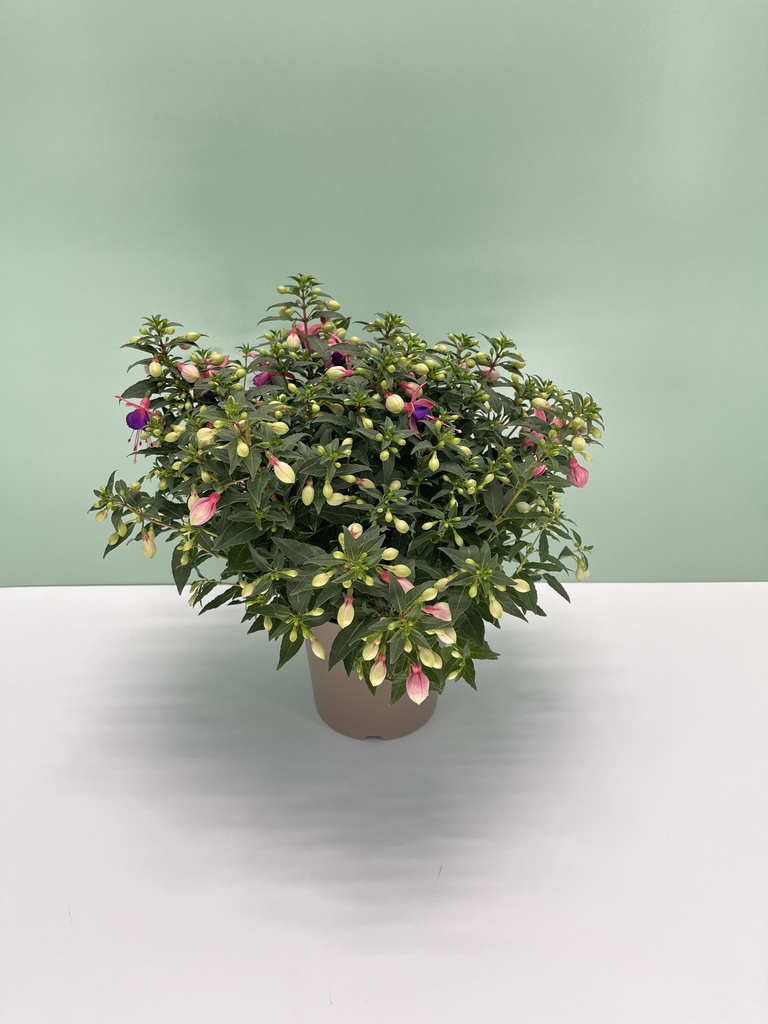 Fuchsia hybrida cespuglio 17