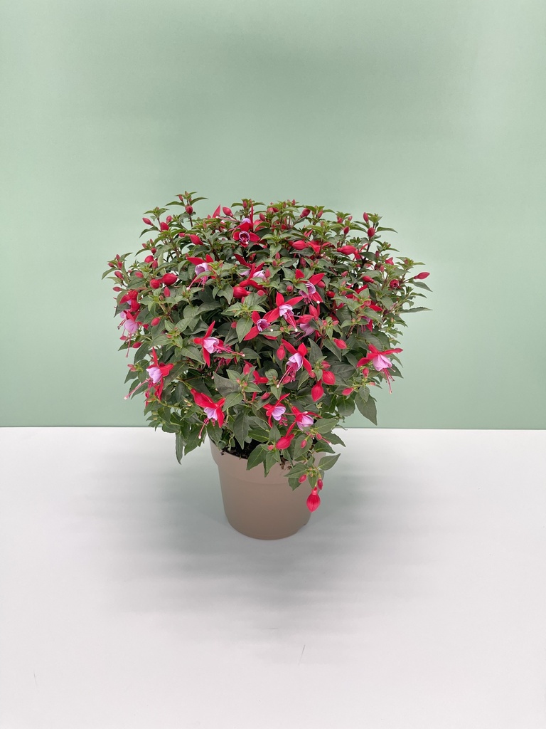 Fuchsia hybrida cespuglio 17