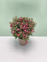 Fuchsia hybrida cespuglio 17