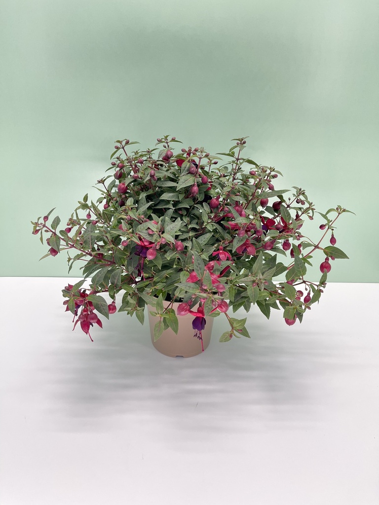 Fuchsia hybrida cespuglio 17
