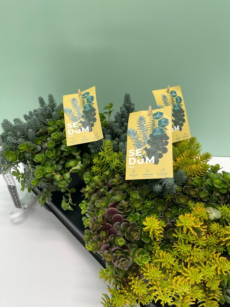 Sedum tris vaso 17