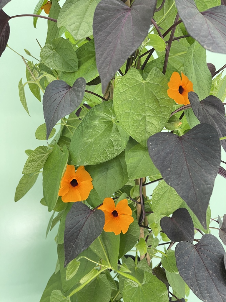 Thunbergia/Ipomea MixMaster piramide 21