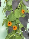 Thunbergia/Ipomea MixMaster piramide 21