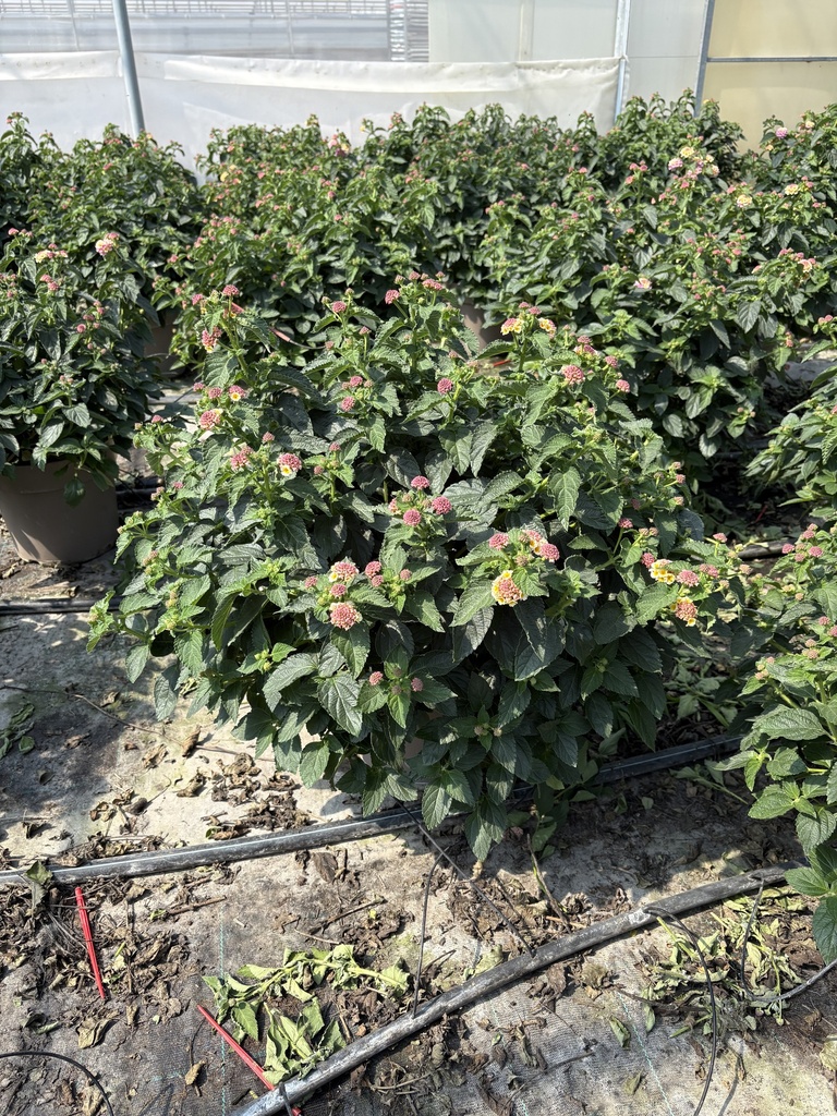 Lantana camara Lila Busch 27