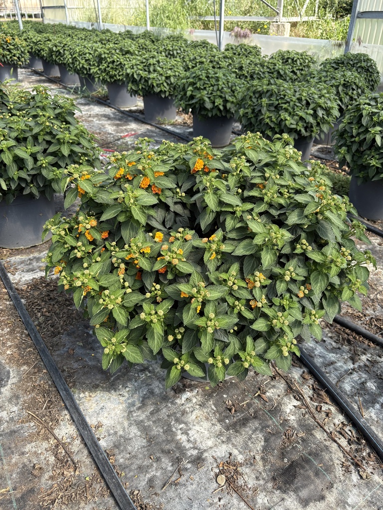 Lantana camara Orange Busch 33