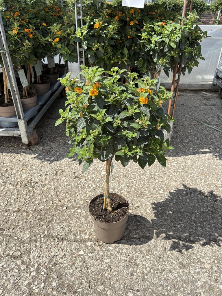 Lantana camara Orange Stamm 17