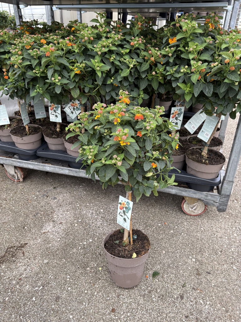 Lantana camara arancio alberello 17
