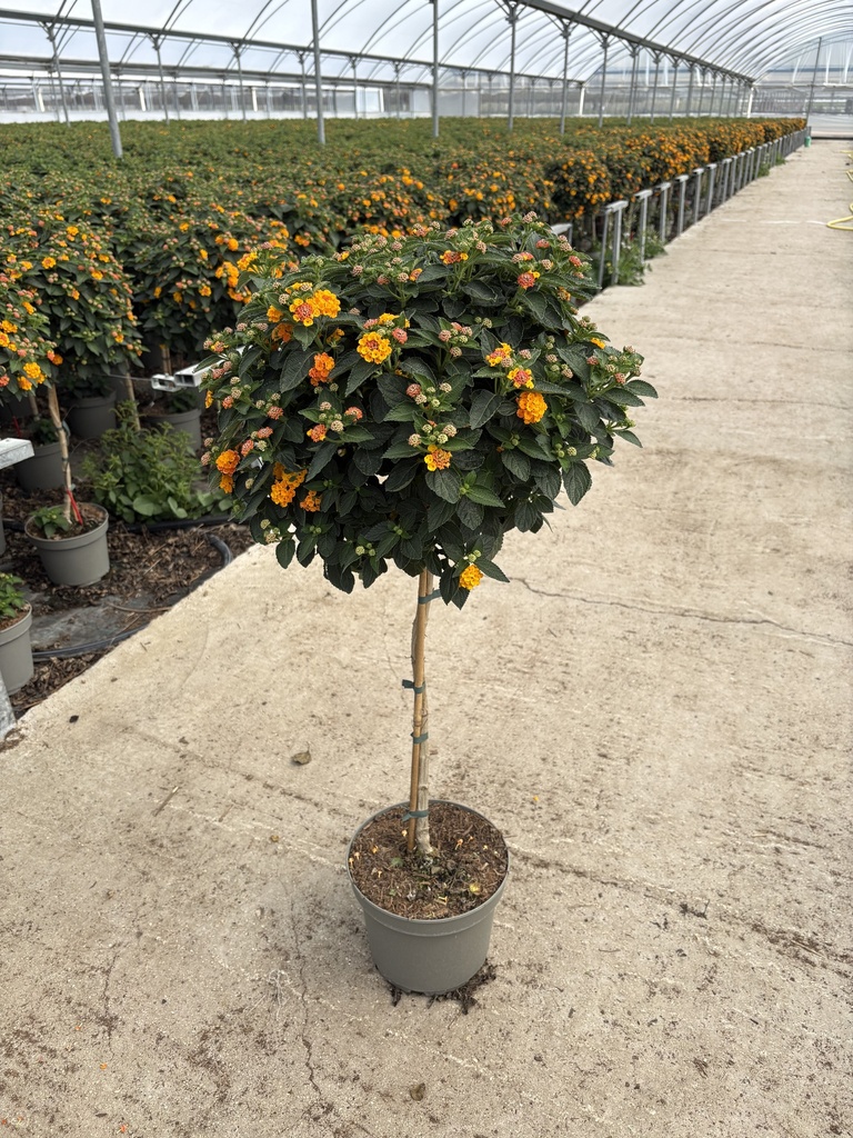 Lantana camara Orange Stamm 23