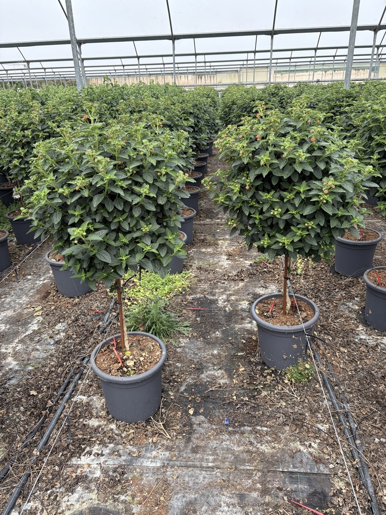 Lantana camara Orange Stamm 33