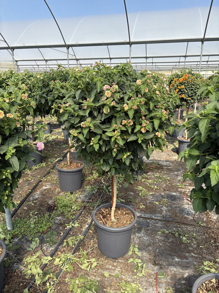 Lantana camara lilla alberello 33