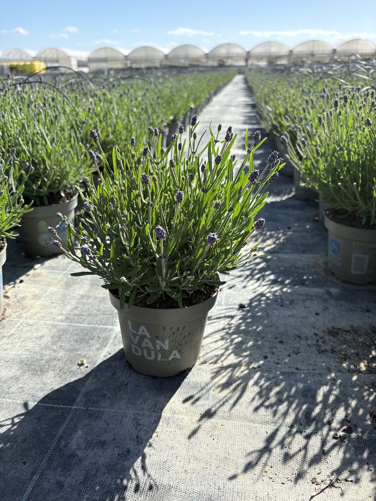 Lavandula hidcote blue bush 14