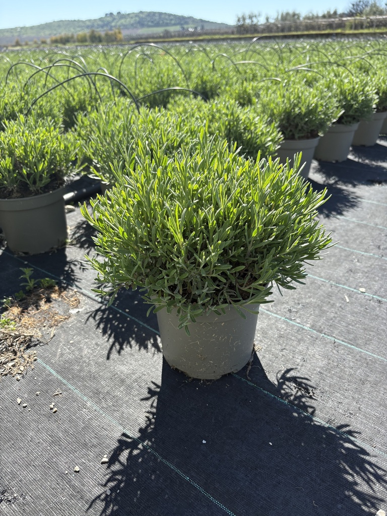 Lavandula hidcote bianco cespuglio 17