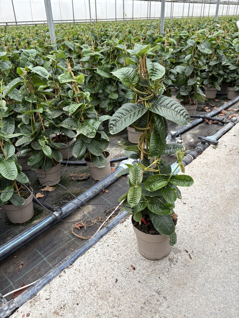 Mandevilla amabilis Alice du Pont pyramid 17