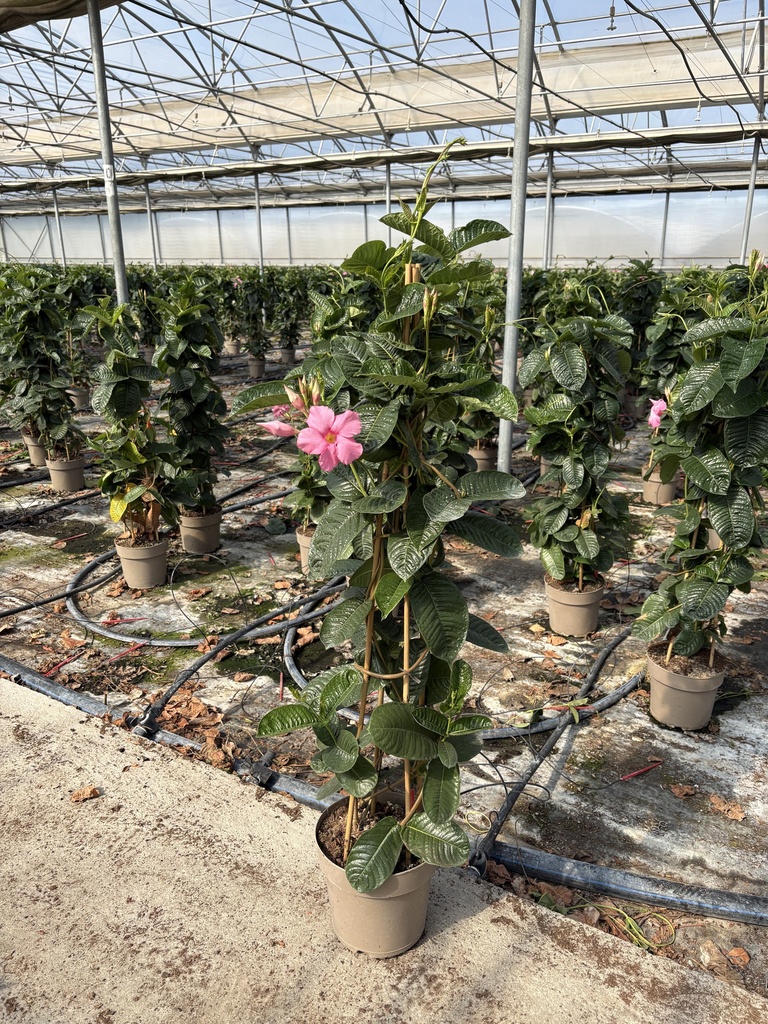 Mandevilla amabilis Alice du Pont pyramid 21