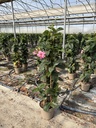 Mandevilla amabilis Alice du Pont Pyramide 21