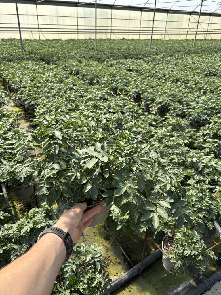 Cassia corymbosa bush 17