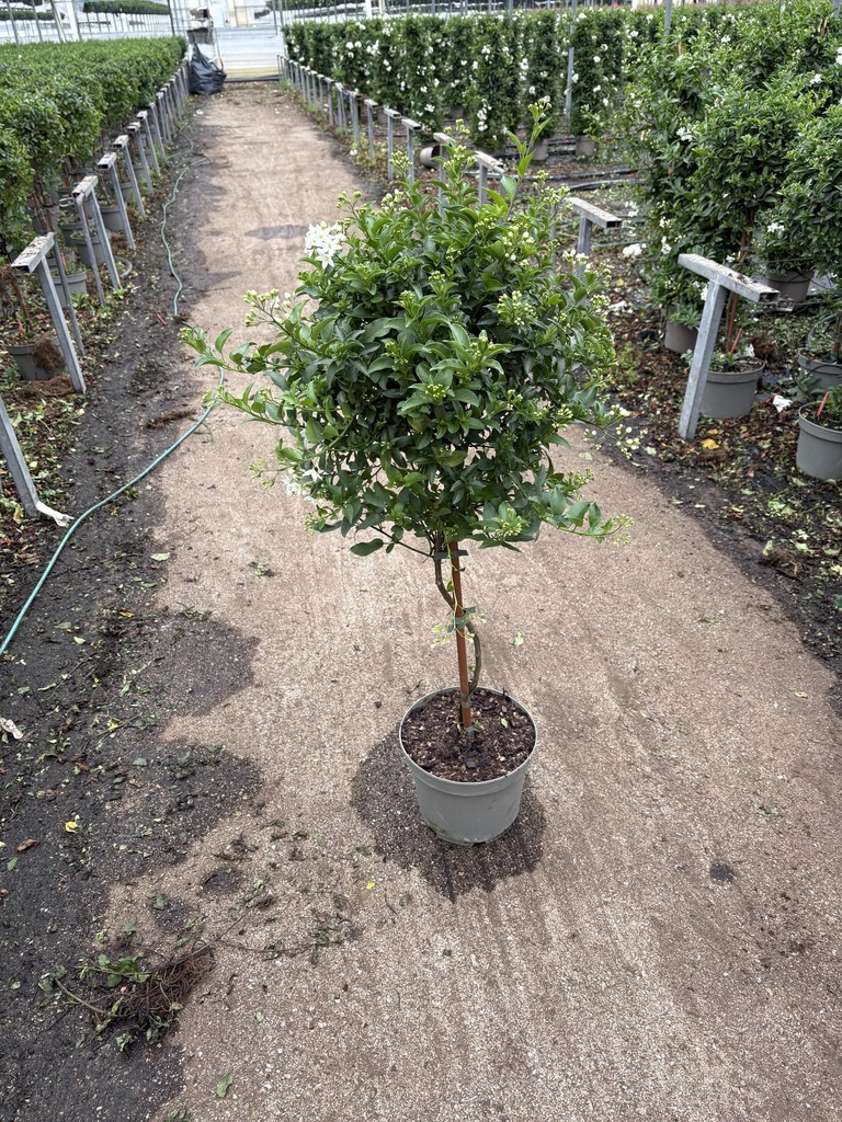 Solanum jasminoides alberello 23
