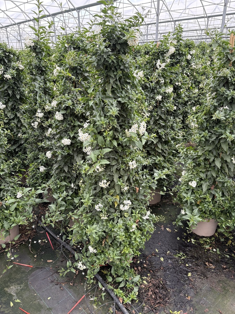 Solanum jasminoides Pyramide 27