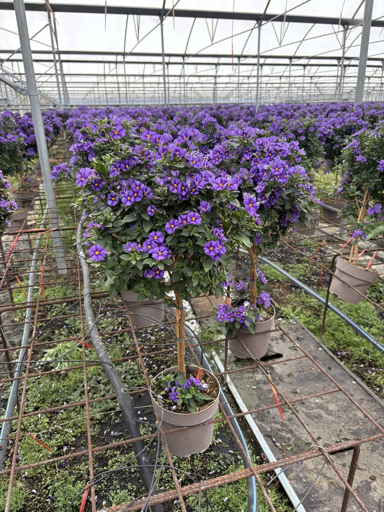 Solanum rantonnetii blue stem 17
