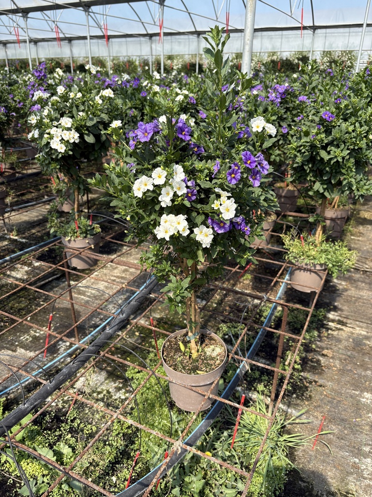 Solanum rantonnetii blu/bianco alberello 17