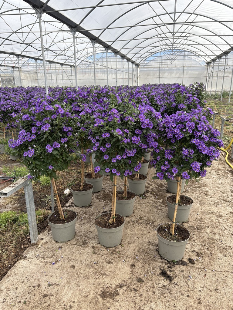 Solanum rantonnetii Blau Stamm 23