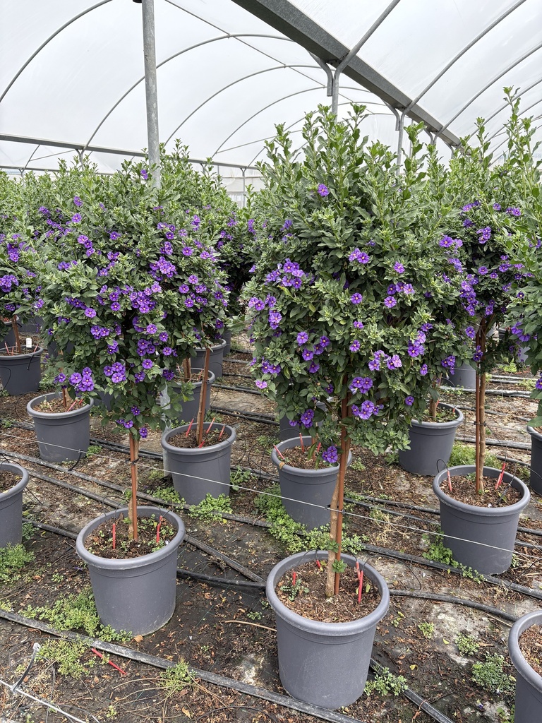 Solanum rantonnetii blue stem 33