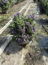 Solanum rantonnetii blue bush 27 