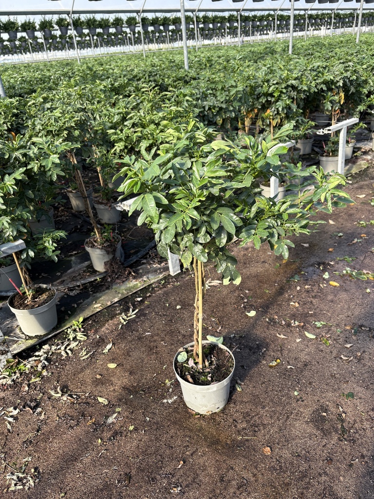 Cassia corymbosa alberello 23