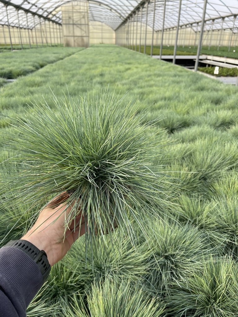 Festuca glauca Elijah Blue pot 14