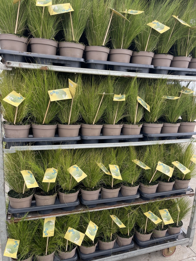 Stipa tenuissima Pony Tails Topf 14