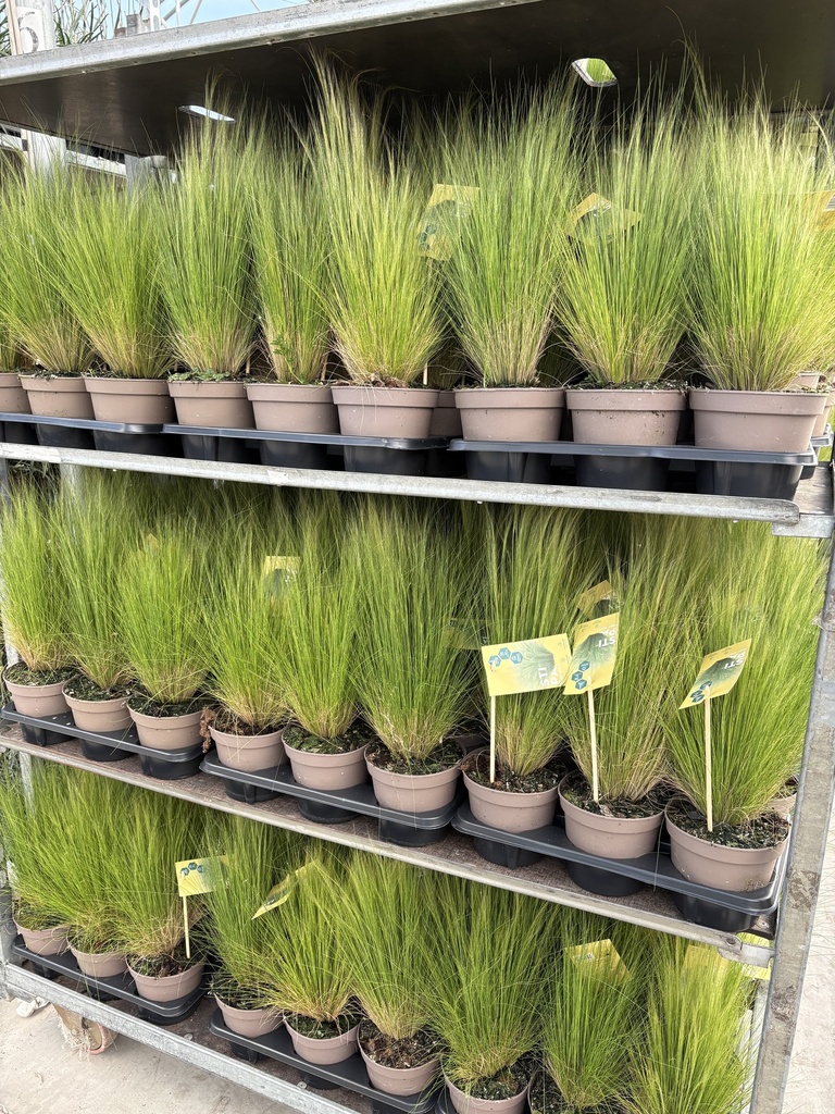 Stipa tenuissima Pony Tails vaso 14