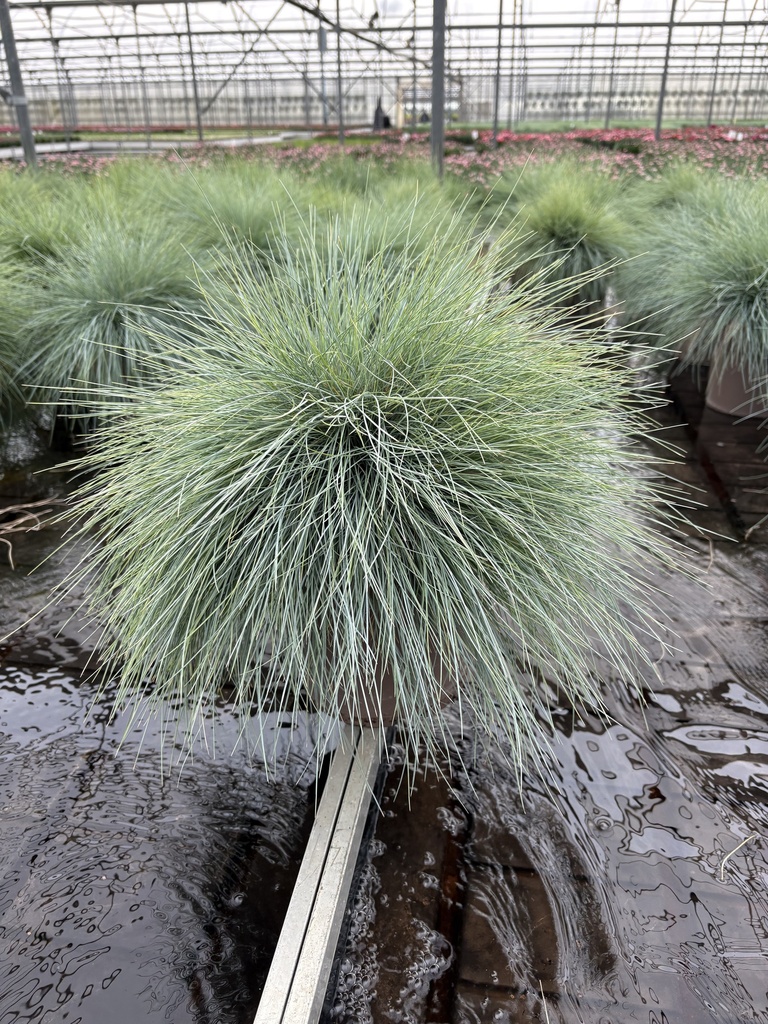 Festuca glauca Elijah Blue Topf 21