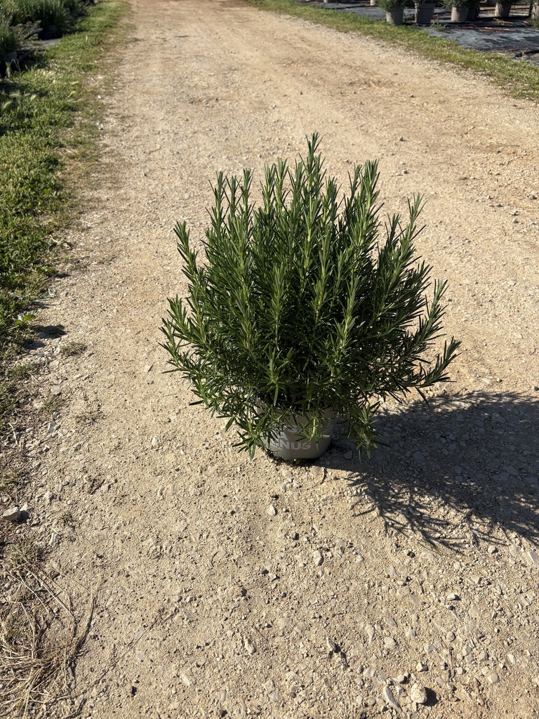 Rosmarinus officinalis Erectus bush 17