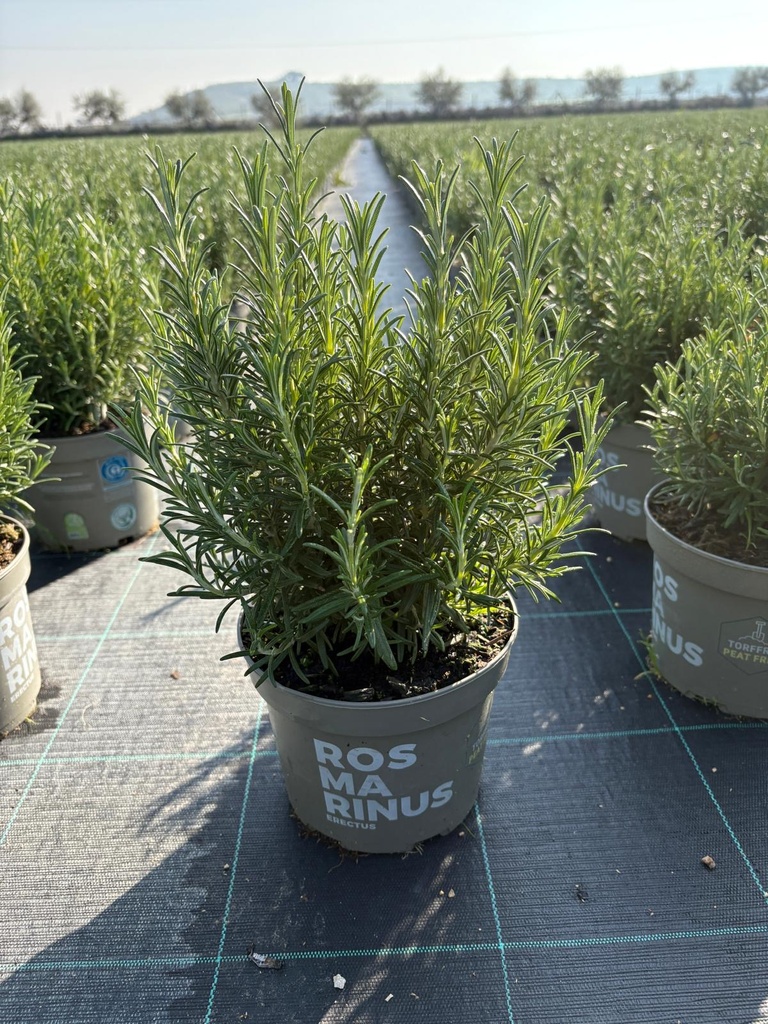 Rosmarinus officinalis Erectus cespuglio 17