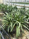 Agapanthus hyb. blue pot 27