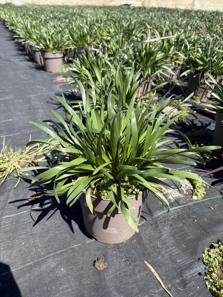 Allium Millenium pot 17