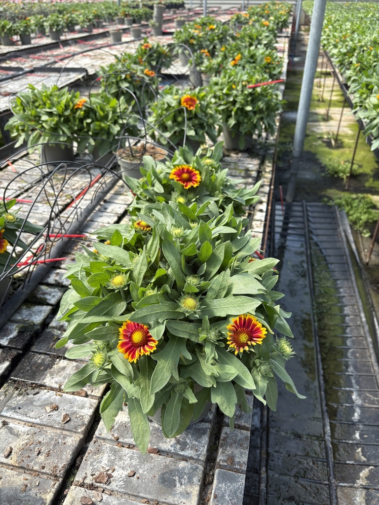 Gaillardia aristata Sunrita Busch 17
