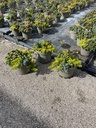 Sedum tris vaso 17