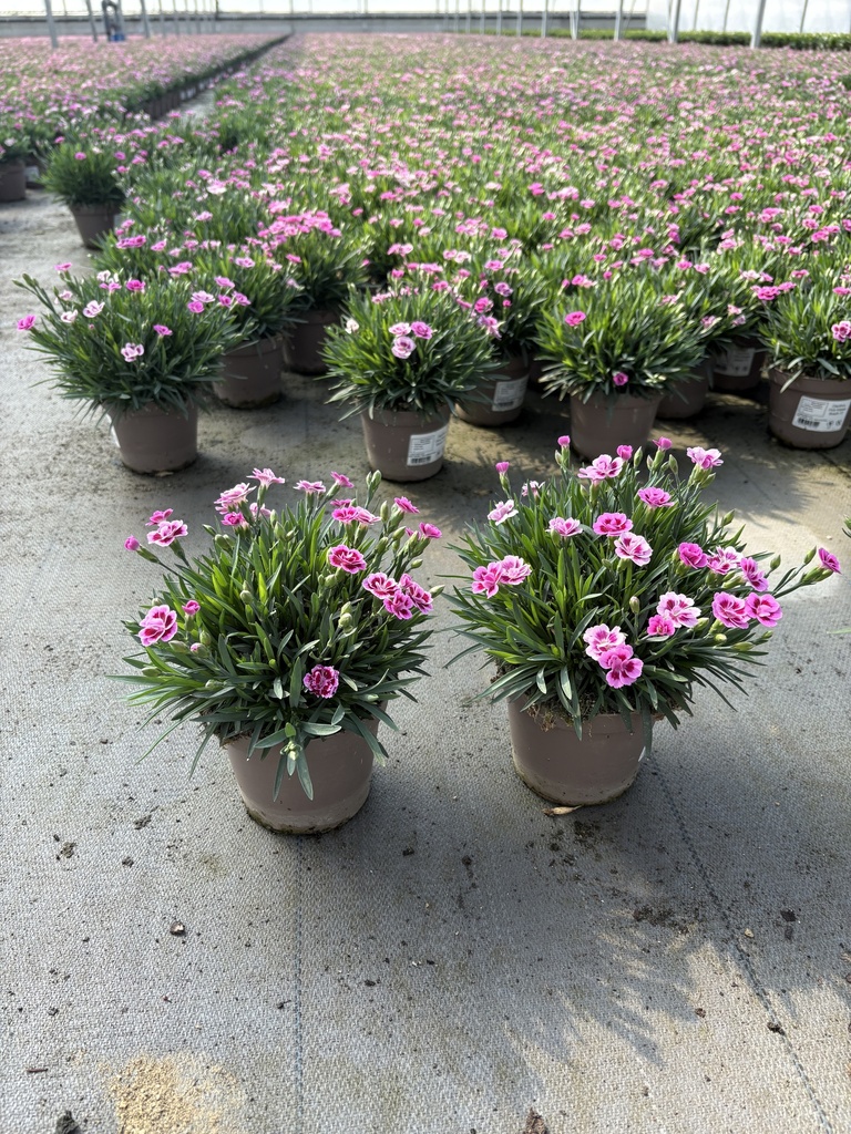 Dianthus Pink Kisses Topf 12