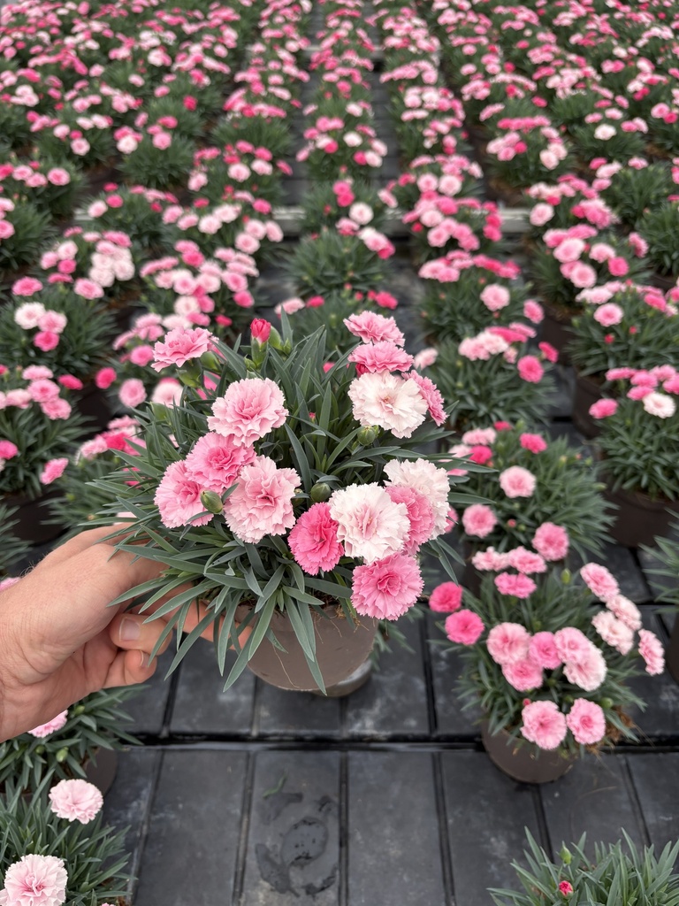 Dianthus I Love You pot 14