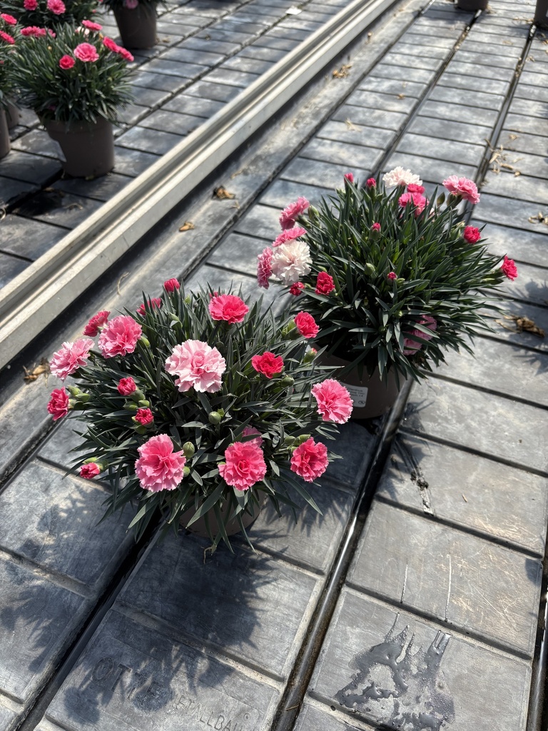 Dianthus I Love You vaso 14