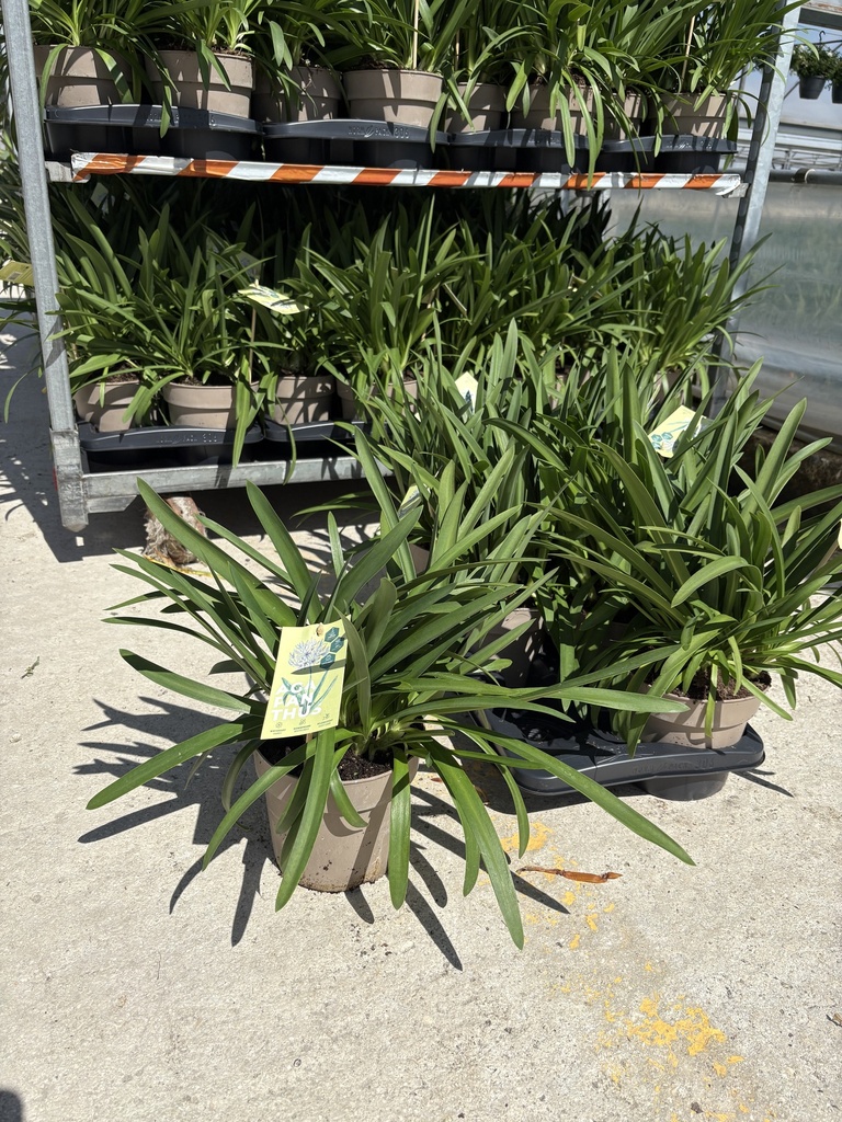 Agapanthus hyb. Blau Topf 17