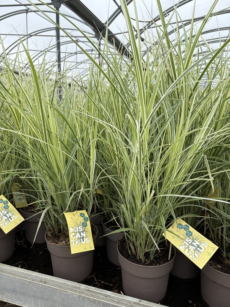Miscanthus sin. Variegatus vaso 21