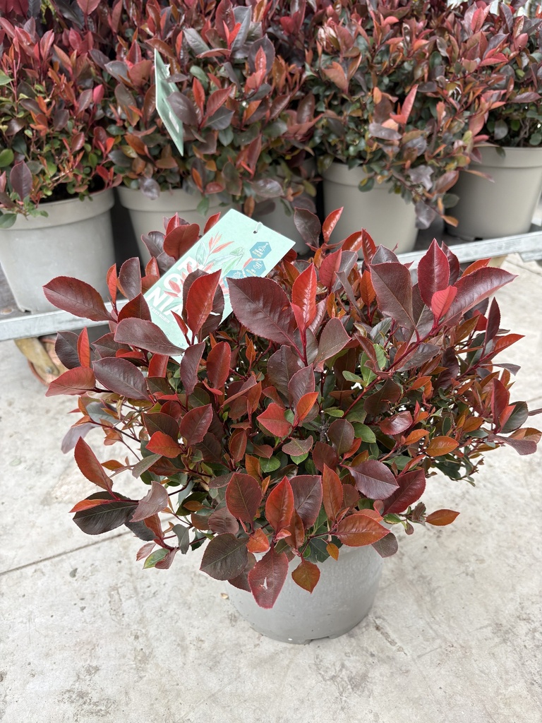 Photinia Little Red Robin cespuglio 26